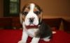 Male And Female Beagle Puppies