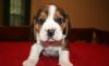 Beagle Puppies Available now for sale