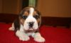 outstanding Beagle puppies for sale