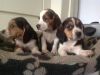 Tri Colour Beagle Puppies