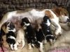 Chunky Kc Registered Beagle Pups Ready December