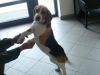 AKc Registered Beagle Puppies