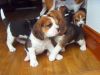 litter of reg beagle pups. Tri-coloured.