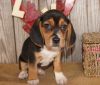 Quality And Outstanding Beagles Puppies