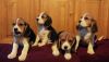 Beagle Puppies Boys And Girls