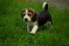 Lovely Beagles puppies for sale