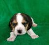 Akc Male Beagle Puppy