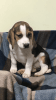 4 Wonderful Beagles Puppies For Sale
