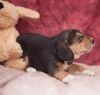Chase - Beagle Puppy for Sale