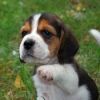 Beagle Puppies Now Available