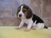 Beagle Puppies looking for good homes