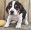 gorgeous young beagle pup available