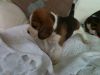 Beautiful Beagle On Site Now