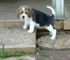 Beagle puppies for free adoption