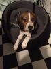 handsome beagle puppy