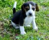 tri-color beagle pups for sale