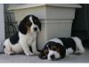 Cute Beagle Puppies for re_homing