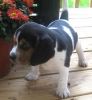 Adorable Beagle Puppies for Adoption