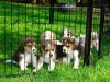 Akc Beagle puppies for sale
