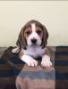 Kc Registered Beagle Pups For Sale
