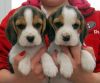 Awesome Beagle Now Ready for sale