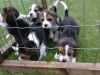 Beagles For Rehoming