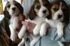 Stunning Beagle Puppies For Sale Call xxxxxxxxxx