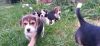 Top Class Beagle Puppies