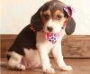 Home-Raised Beagle Puppies