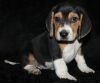 Wonderful and cute Beagle puppies For Sale