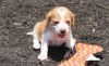 admirable Beagle puppies here now