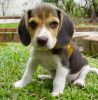 Kennel Club Registered Beagle Puppies