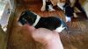 AKC Beagle pups