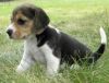 Beagle Puppies.(xxx) xxx-xxx5