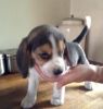 Affectionate Tri-colour Beagle Puppies For Sale