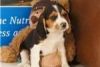 Tri Beagles For Sale