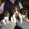 Healthy Beagle Puppies For Sale
