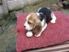 Amazing Beagle Pups Ready