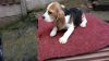 Beagle Puppies For Lovely Homes