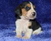 Outstanding Beagle Puppies Boys & Grils For Sale