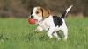 Affectionate Beagle puppies ready