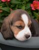 Beagle Puppies xxx) xxx-xxx3