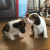 Quality Beagle Puppies For Sale
