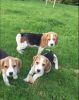 Top Class Foot Beagles pups