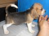 QUALITY BEAGLE PUPPIES 22 RED MARKS IMPTD CHAMPION LINEAGES
