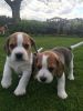 Adorable Kc Reg. Beagles