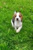 Beautiful Bouncing Beagles