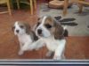Beagle Puppies For Sale2