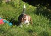 Pedigree Pocket Beagles