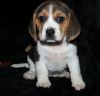 raising quality beagles and take pride